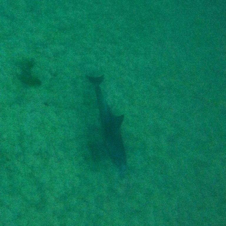 Dolphin swim – dream or disaster, fun or fail?
