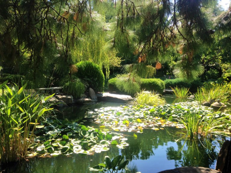 Hidden Gem: Himeji Garden, Adelaide