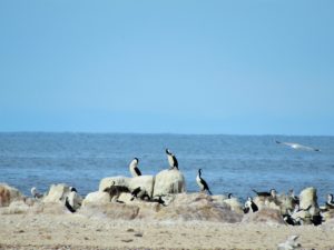 Port Neill South Australia