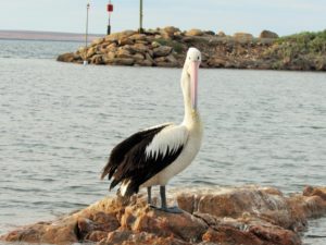 Port Neill South Australia