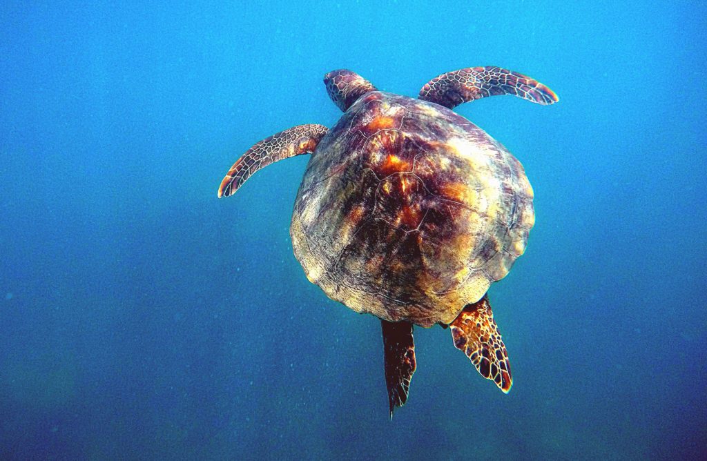 Swimming with turtles at Fitzroy Island, Cairns.