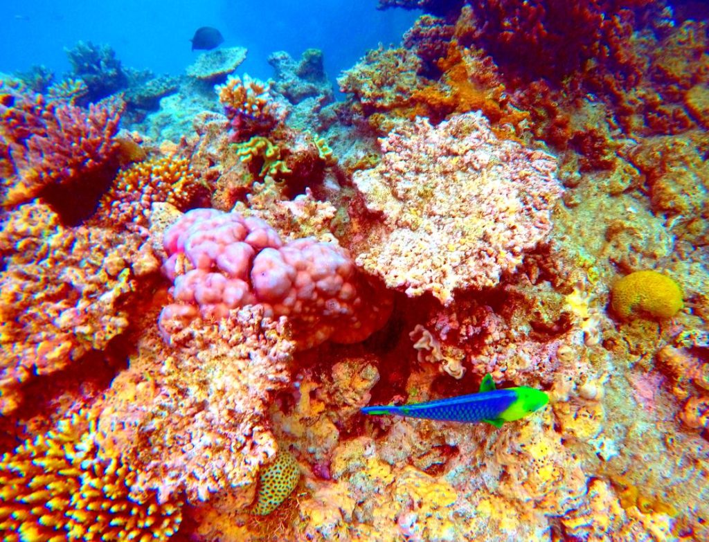 Great Barrier Reef.