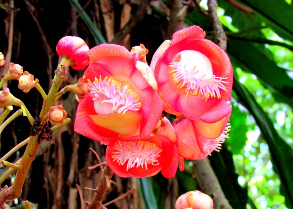 Cairns Botanic Gardens