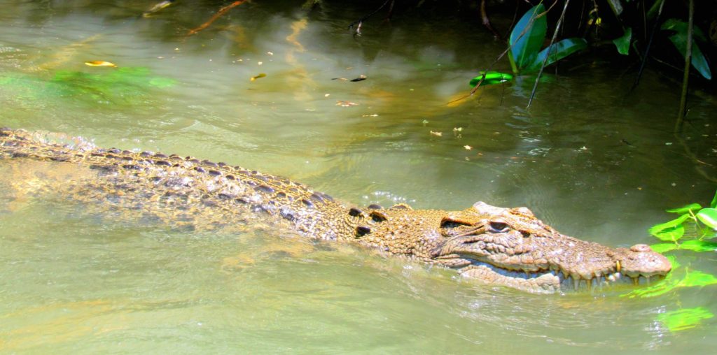 Crocodile Cairns