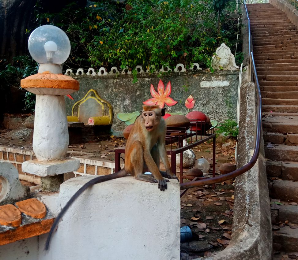 Monkey in Sigiriya, Sri Lanka